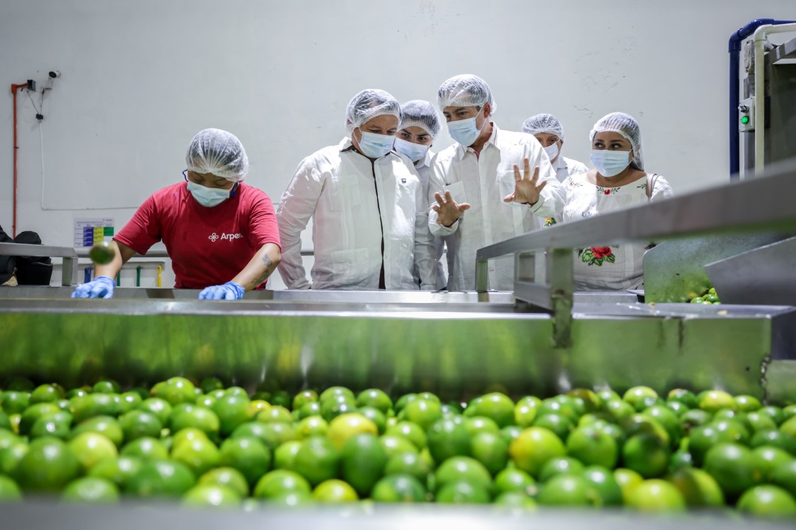 Producción de limón persa en Yucatán impulsa el renacer del campo