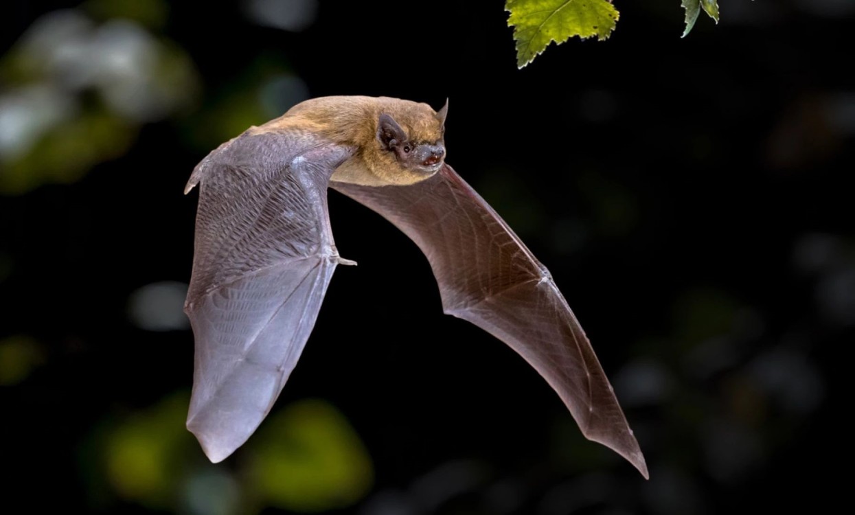 Nuevo Progreso foco rojo de rabia bovina y equina