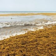 ¡Invasión Marrón! Sargazo en Yucatán prende alertas en el sector turístico