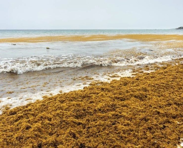 ¡Invasión Marrón! Sargazo en Yucatán prende alertas en el sector turístico