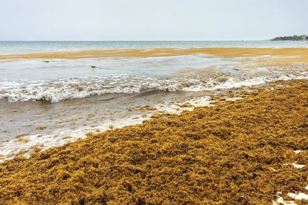 ¡Invasión Marrón! Sargazo en Yucatán prende alertas en el sector turístico