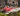 Air India AI171