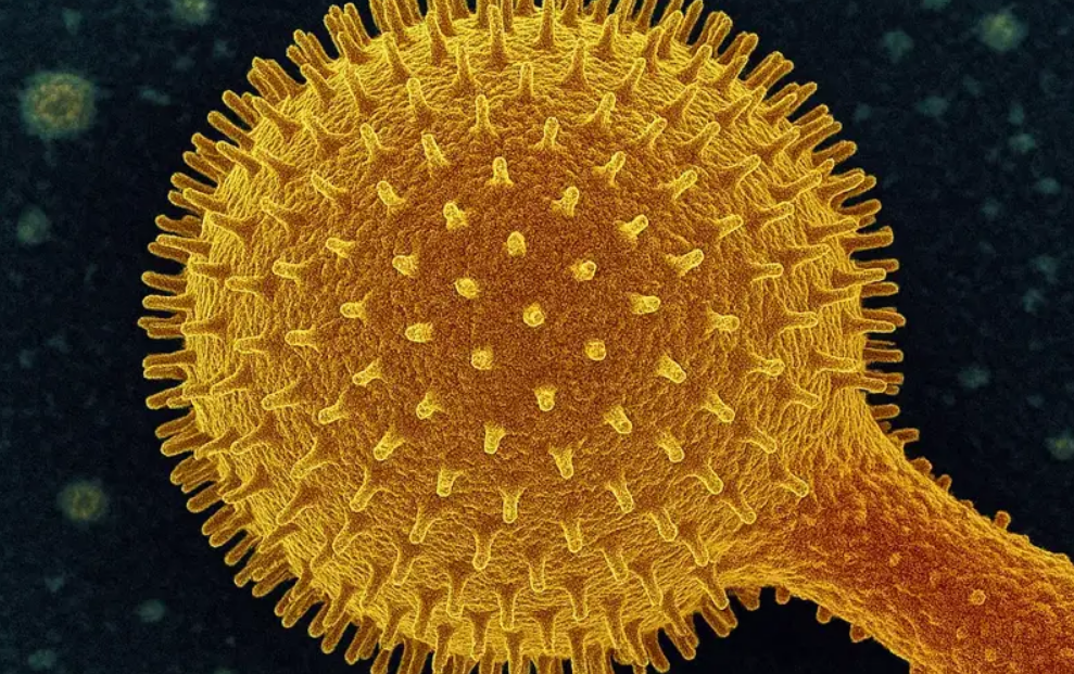 ¿Qué significa que encuentren un extraño organismo?