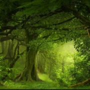 Bután planta miles de árboles para celebrar un nacimiento