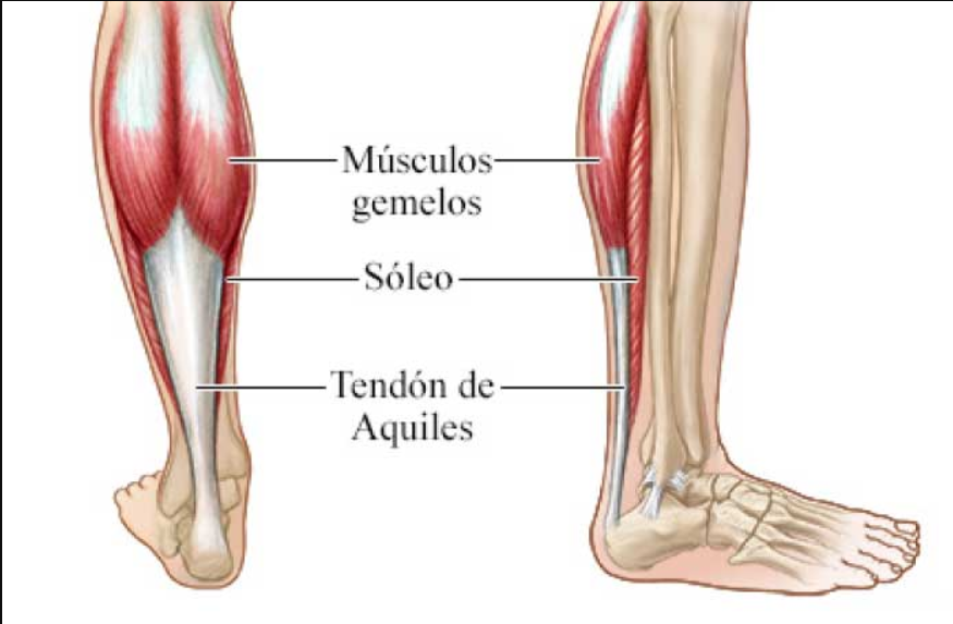 ¿Dónde está el segundo corazón del cuerpo?