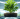 Crean una planta flotante que no necesita de un suelo firme para poder crecer