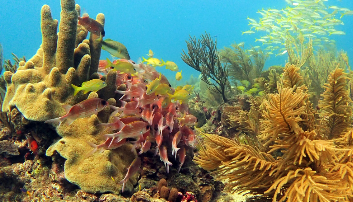 Arrecifes con memoria: una forma de honrar y preservar