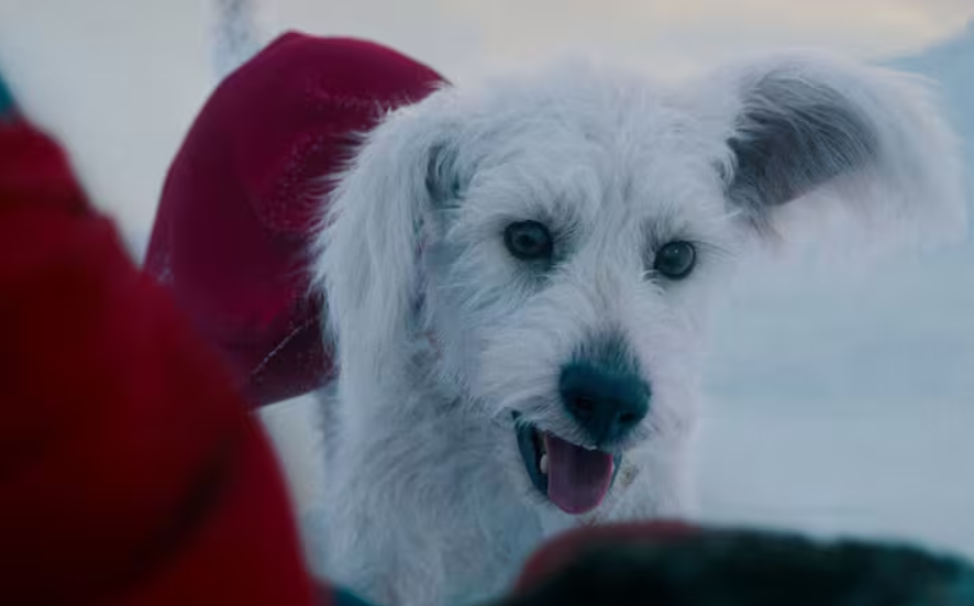 historia de Krypto el perro de Superman, un perro con superpoderes