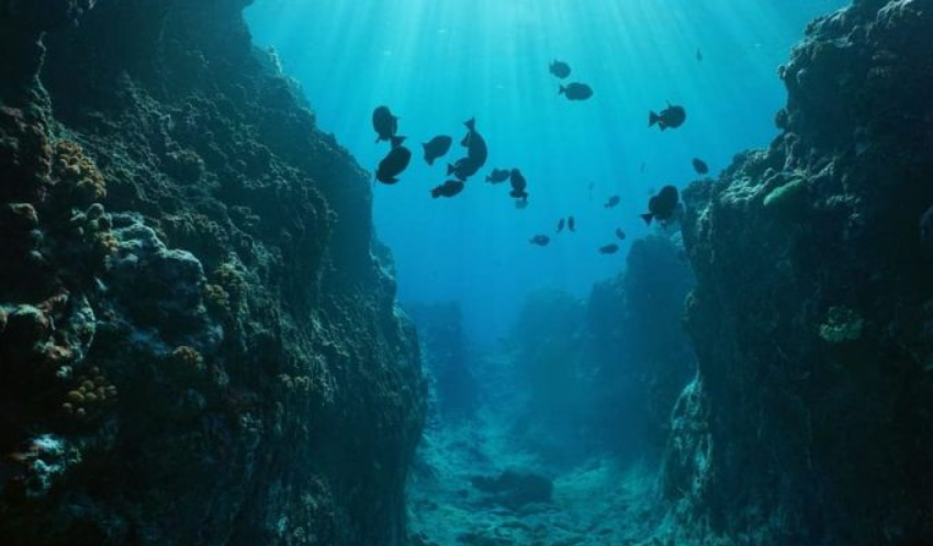 ¿Dónde se encontró esta vida submarina?