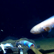 Descubren vida a 10 km de profundidad en los abismos oceánicos