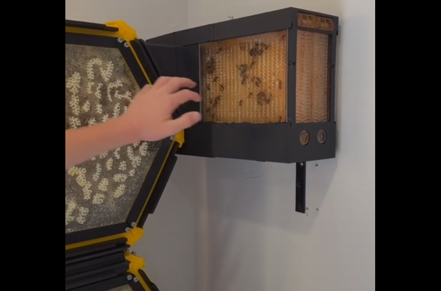 Cómo el joven diseña una colmena sus abejas y la mejora