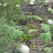 Intermediarios se aprovechan de los productores del campo