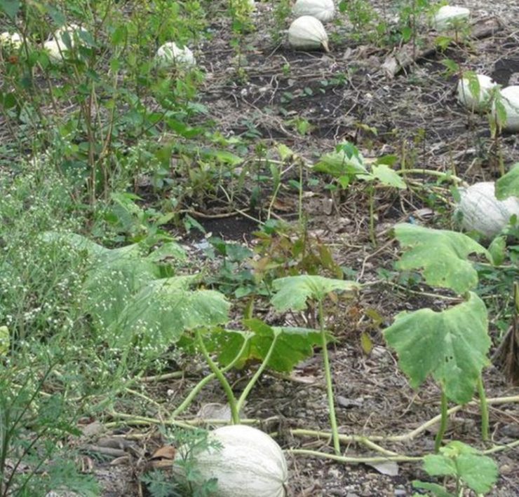 Intermediarios se aprovechan de los productores del campo