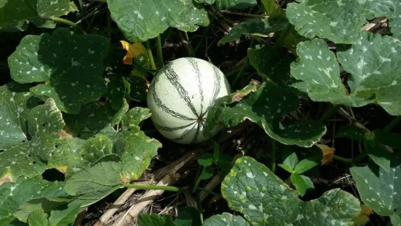 Intermediarios se aprovechan de los productores del campo