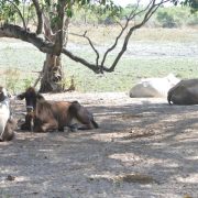 Con moscas estériles combatirán al gusano barrenador