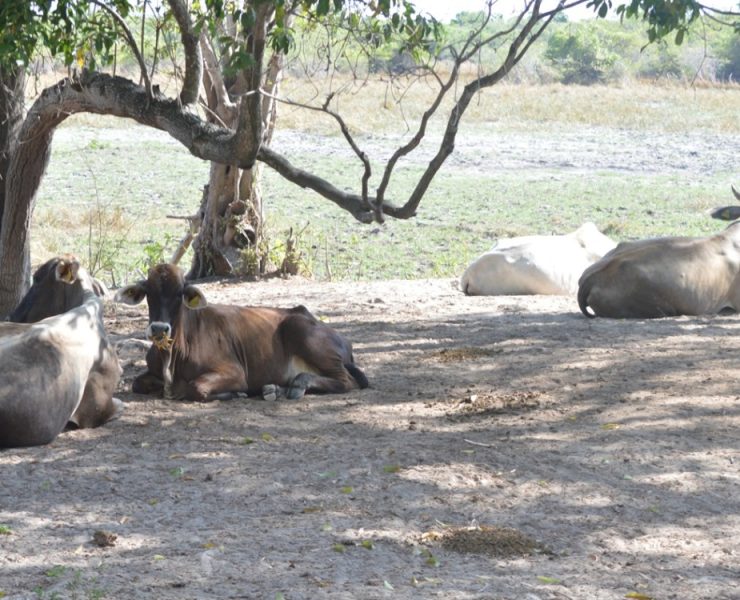 Con moscas estériles combatirán al gusano barrenador