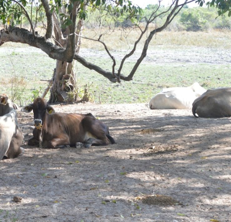 Con moscas estériles combatirán al gusano barrenador