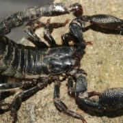 El veneno lucha contra el cáncer de mama según un nuevo estudio