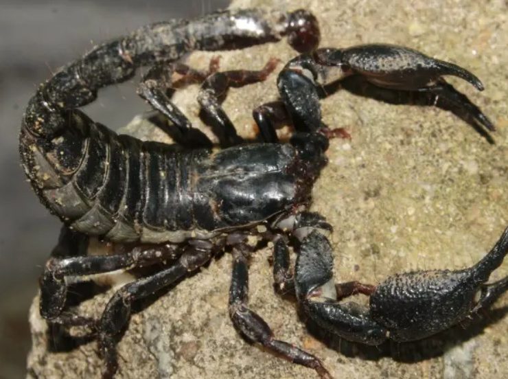 El veneno lucha contra el cáncer de mama según un nuevo estudio