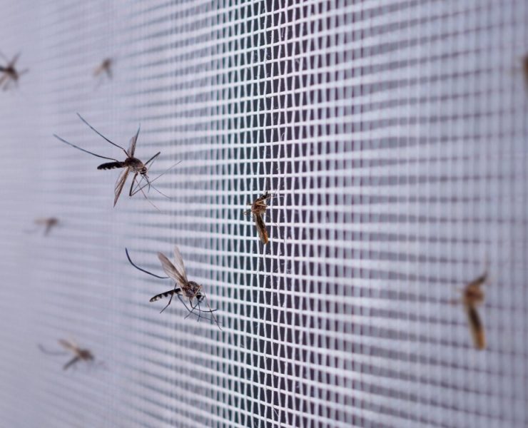 Fumigación en colonias para prevenir dengue