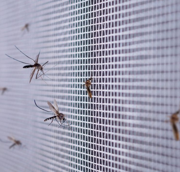 Fumigación en colonias para prevenir dengue