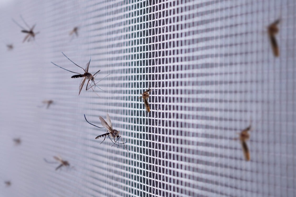 Fumigación en colonias para prevenir dengue