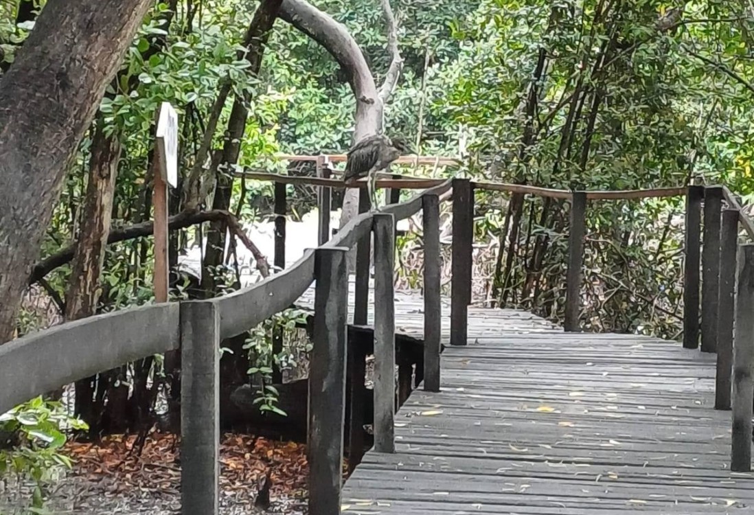 Roban maderas del muelle del Ecosendero Interpretativo La Caleta