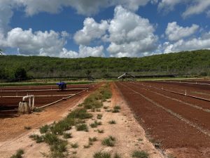 El Gobierno del Estado impulsa la conectividad productiva en el sur de Yucatán mediante la construcción y rehabilitación de caminos sacacosechas.