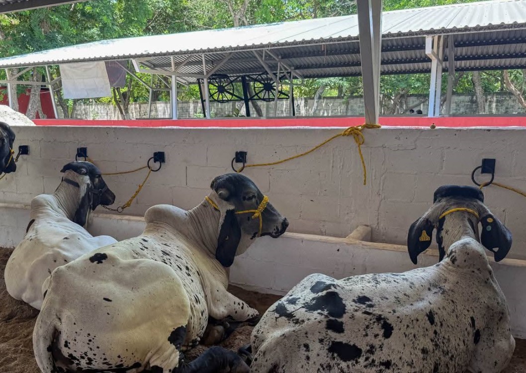 Inauguración de la Expo Turística Artesanal, Comercial y Ganadera, en la Feria del Carmen 2025