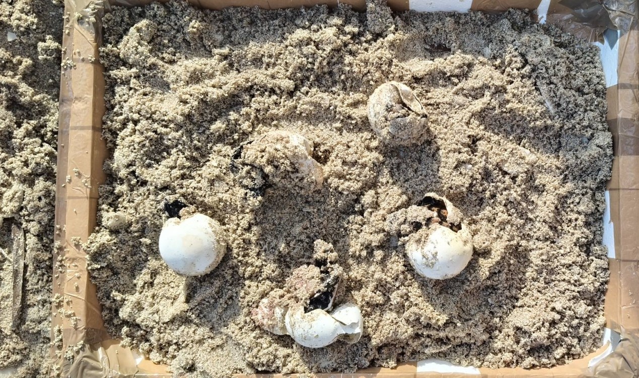 Liberan a más crías de tortugas carey en Playa Norte