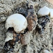 Liberan a más crías de tortugas carey en Playa Norte