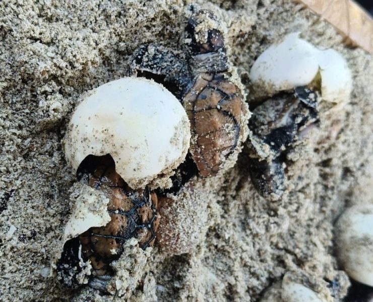 Liberan a más crías de tortugas carey en Playa Norte