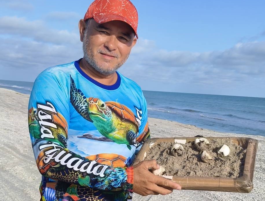 Liberan a más crías de tortugas carey en Playa Norte