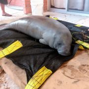 La Profepa rescata a cría de manatí: En Palizada