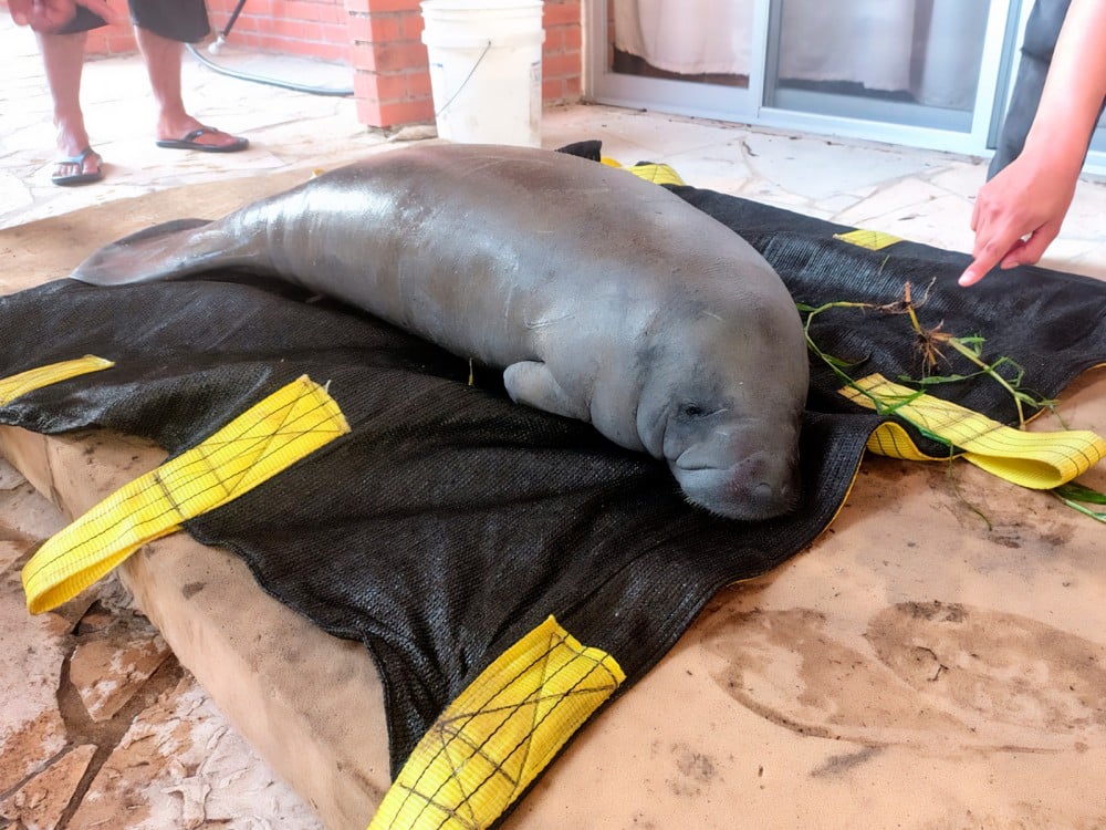 La Profepa rescata a cría de manatí: En Palizada