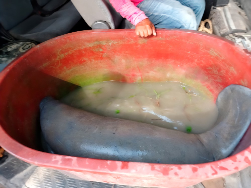 La Profepa rescata a cría de manatí: En Palizada