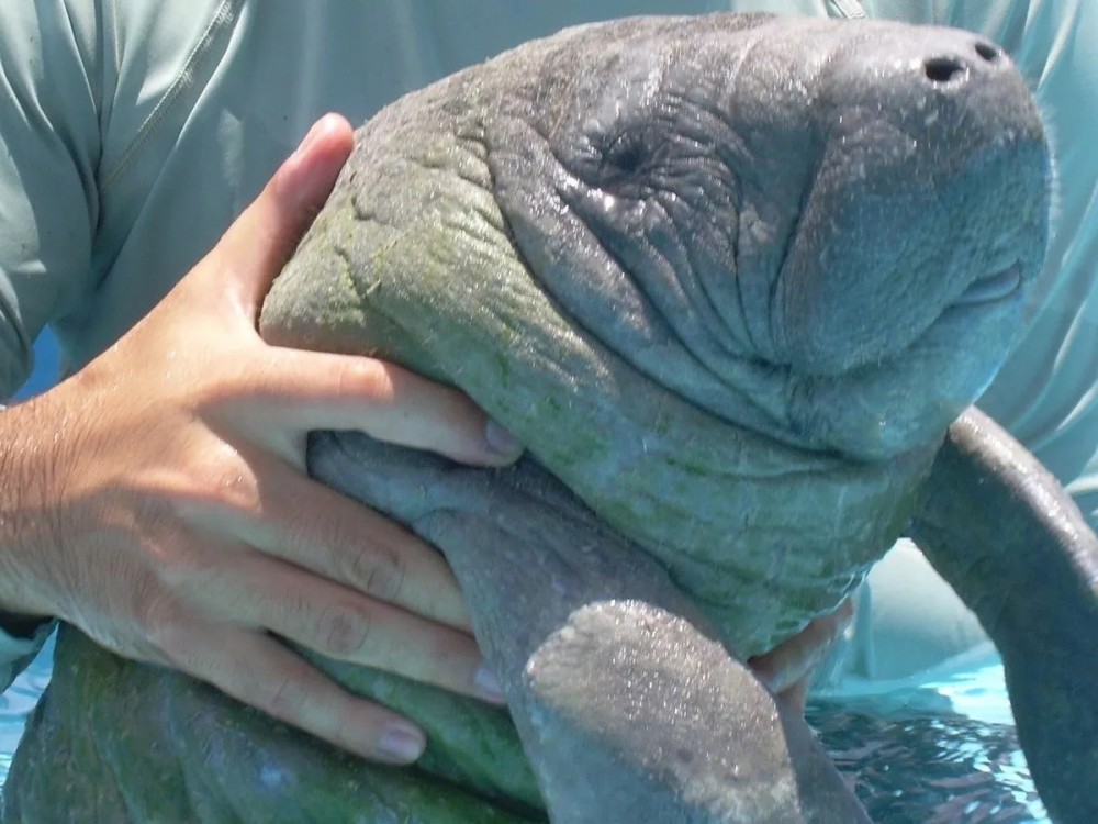 La Profepa rescata a cría de manatí: En Palizada