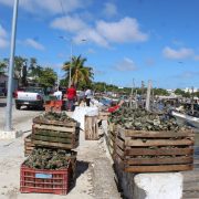 Continúa el saqueo de los bancos ostrícolas de Ciudad del Carmen
