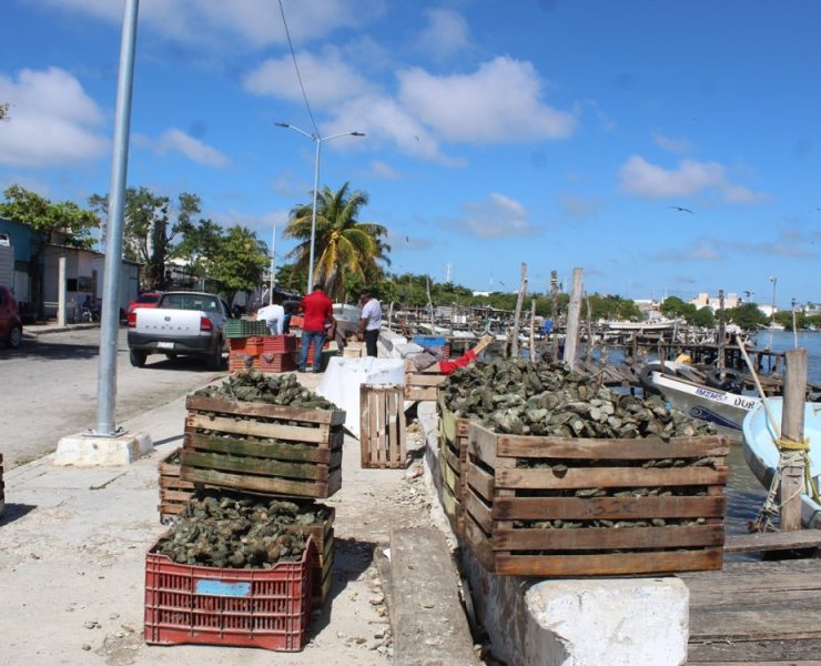Continúa el saqueo de los bancos ostrícolas de Ciudad del Carmen