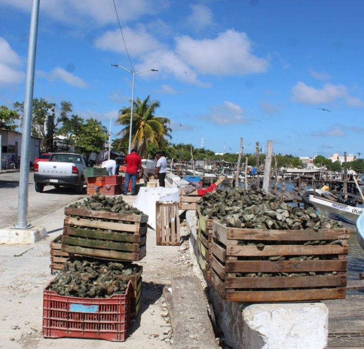 Continúa el saqueo de los bancos ostrícolas de Ciudad del Carmen