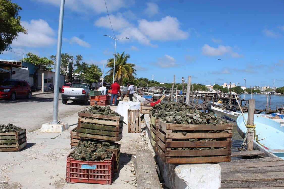 Continúa el saqueo de los bancos ostrícolas de Ciudad del Carmen