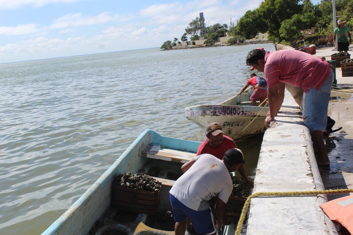 Continúa el saqueo de los bancos ostrícolas de Ciudad del Carmen