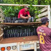 Renacimiento Verde: la revolución forestal que cambia el sur ganadero