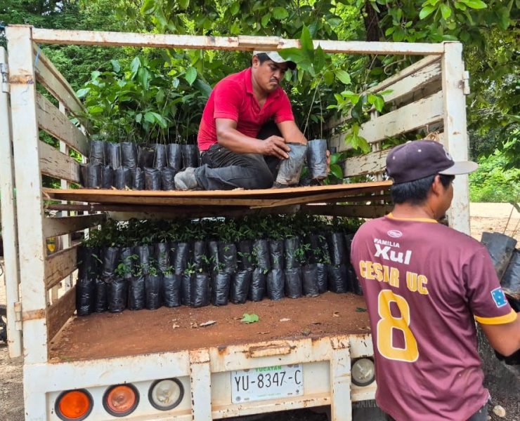 Renacimiento Verde: la revolución forestal que cambia el sur ganadero