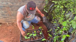Se entregó 8,320 árboles multipropósito en comunidades del sur del estado, como parte del proyecto bioalimentario Puuc