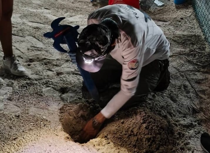 Arriba tortuga de carey para anidar en la zona de Playa Norte