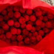 Arriba tortuga de carey para anidar en la zona de Playa Norte