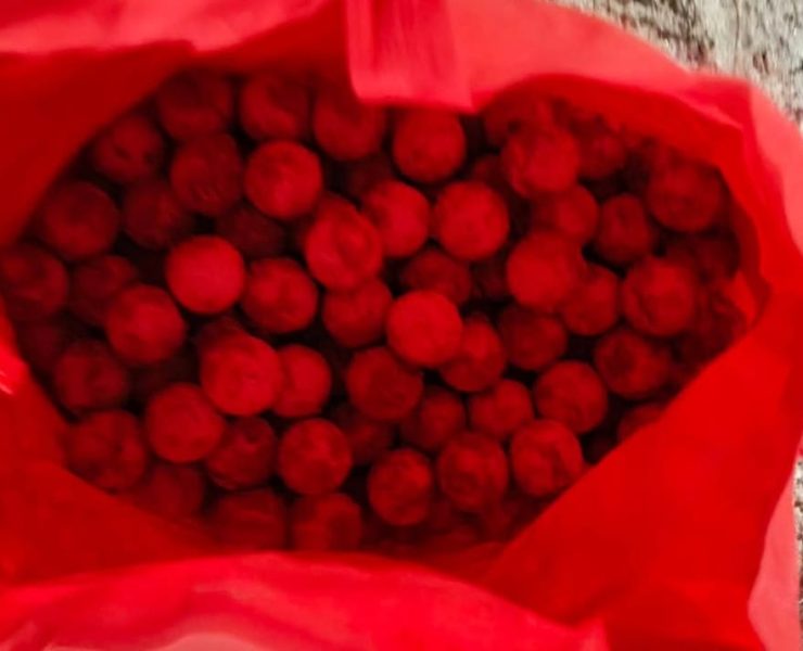 Arriba tortuga de carey para anidar en la zona de Playa Norte