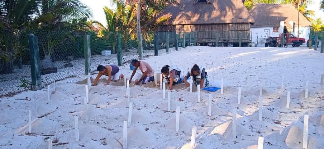 Rompe récord Campamento Tortuguero Punta Xen, en anidación de tortugas marinas