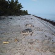 Rompe récord Campamento Tortuguero Punta Xen, en anidación de tortugas marinas